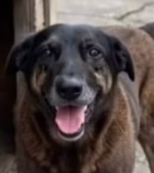 Orelha com asas de anjo